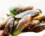 Green Lipped Mussel Extract