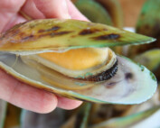 What are the proper dosages of Green Lipped Mussel extract?