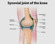 What Is Synovial Fluid and Its Role in Joint Movement?